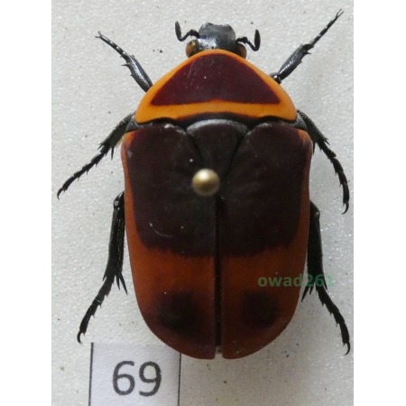 Pachnoda marginata peregrina Kolbe, 1906 ex. ovo Czad69